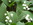 muguet blanc et feuilles